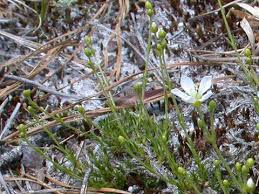 Attēlu rezultāti vaicājumam “Arenaria procera”