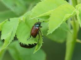 Attēlu rezultāti vaicājumam “Phyllopertha horticola”