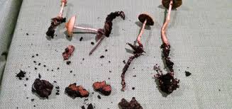 Attēlu rezultāti vaicājumam “Cordyceps ophioglossoides”