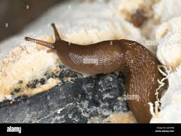 Attēlu rezultāti vaicājumam “Malacolimax tenellus”