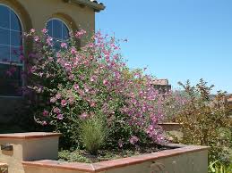 Image result for Lavatera thuringiaca