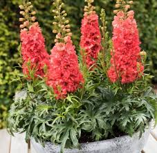 Image result for Rittersporn