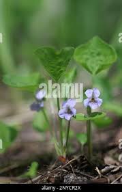 Attēlu rezultāti vaicājumam “Viola mirabilis”