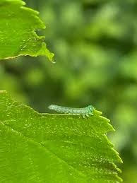Attēlu rezultāti vaicājumam “Euura brevicornis larva”