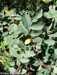 Attēlu rezultāti vaicājumam “Rosa glauca leaf”