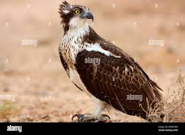 Image result for Pandion haliaetus