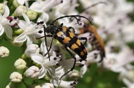 Attēlu rezultāti vaicājumam “Leptura quadrifasciata”