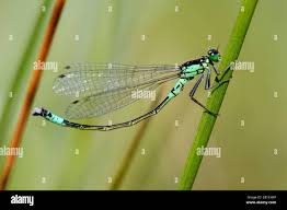 Attēlu rezultāti vaicājumam “Coenagrion armatum”