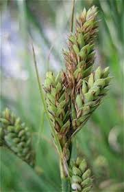 Attēlu rezultāti vaicājumam “Carex buxbaumii”