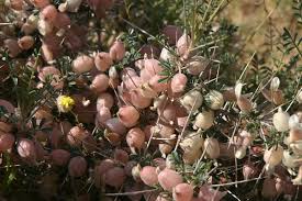 Attēlu rezultāti vaicājumam “Astragalus arenarius fruit”