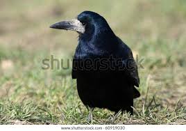 Attēlu rezultāti vaicājumam “Corvus frugilegus adult”