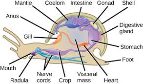 Attēlu rezultāti vaicājumam “Mollusca”