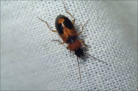 Attēlu rezultāti vaicājumam “Athous sp.”