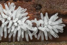 Attēlu rezultāti vaicājumam “Ceratiomyxa morchella young”