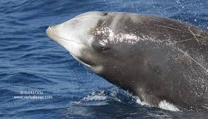 Image result for Ziphius cavirostris