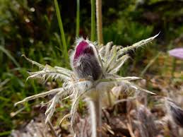 Attēlu rezultāti vaicājumam “Pulsatilla pratensis bud”