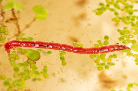 Attēlu rezultāti vaicājumam “Chironomidae larvae”