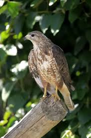 Attēlu rezultāti vaicājumam “Buteo buteo adult”