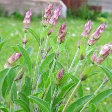 Attēlu rezultāti vaicājumam “Salvia officinalis”