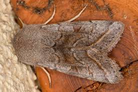 Attēlu rezultāti vaicājumam “Orthosia opima”