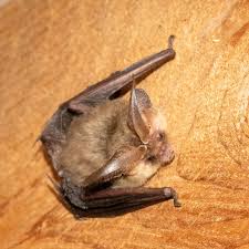 Attēlu rezultāti vaicājumam “Plecotus auritus”