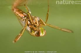 Attēlu rezultāti vaicājumam “Notonecta glauca”