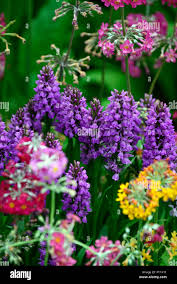Attēlu rezultāti vaicājumam “Dactylorhiza fuchsii flower”