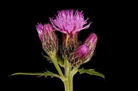 Attēlu rezultāti vaicājumam “Serratula tinctoria flower”
