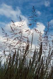 Attēlu rezultāti vaicājumam “Poa trivialis”