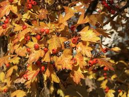 Attēlu rezultāti vaicājumam “Crataegus laevigata leaf”