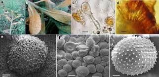 Attēlu rezultāti vaicājumam “Melampsora epitea”