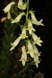 Image result for Digitalis lutea