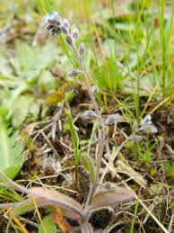 Attēlu rezultāti vaicājumam “Myosotis ramosissima”
