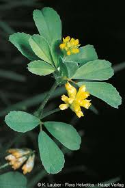 Attēlu rezultāti vaicājumam “Trifolium dubium flower”