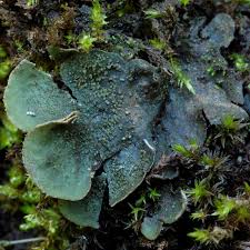 Attēlu rezultāti vaicājumam “Peltigera extenuata”