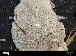 Attēlu rezultāti vaicājumam “Trametes gibbosa”