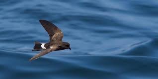 Image result for Oceanites oceanicus