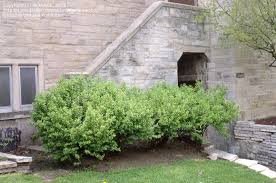 Attēlu rezultāti vaicājumam “Ribes alpinum”