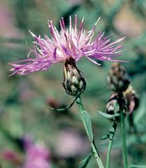Attēlu rezultāti vaicājumam “Centaurea stoebe fruit”