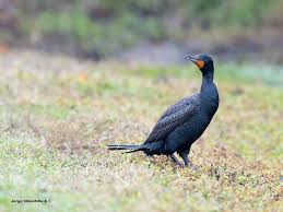Image result for Phalacrocorax auritus