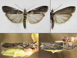 Attēlu rezultāti vaicājumam “Zophodia grossulariella”