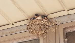 Attēlu rezultāti vaicājumam “nest”
