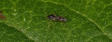 Attēlu rezultāti vaicājumam “Nematocera”