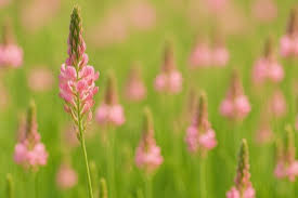 Attēlu rezultāti vaicājumam “Onobrychis arenaria flower”