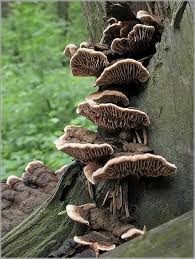 Attēlu rezultāti vaicājumam “Gloeophyllum abietinum”