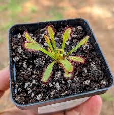 Image result for Drosera
