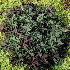 Attēlu rezultāti vaicājumam “Geranium pratense leaf”