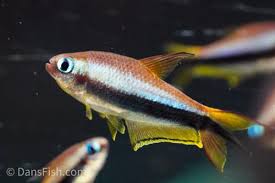 Attēlu rezultāti vaicājumam “Bilimbia tetramera”