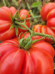 Afbeeldingsresultaat voor costoluto genovese tomato