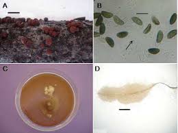 Attēlu rezultāti vaicājumam “Hypoxylon fragiforme / howeianum”